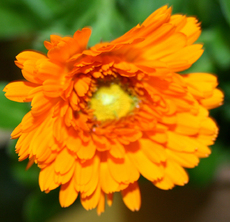 Ringelblume-orange.jpg